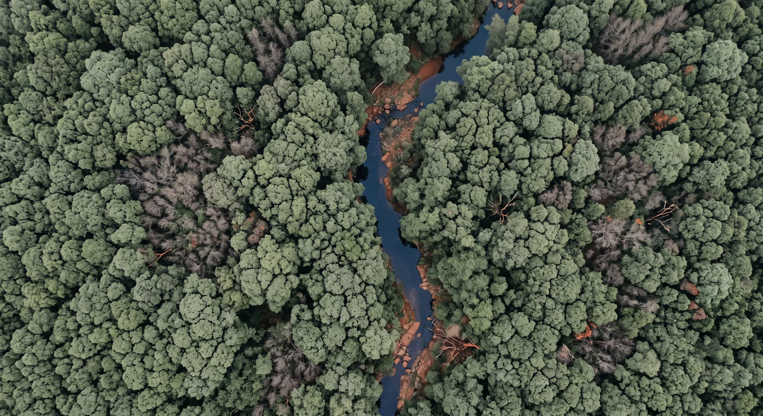 Dosel forestal denso visto desde arriba con claros de arbolado afectado