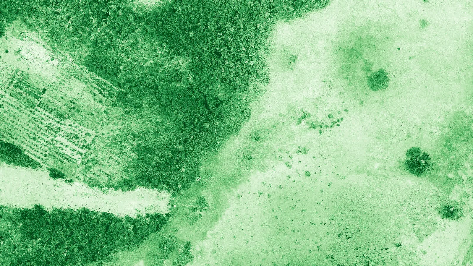 Mapa multiespectral NDVI con detección de anomalías y vigor vegetal en agave